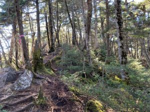 岩と木の根が続く稜線の登山道