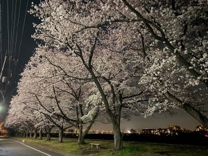 多摩川に沿ったソメイヨシノの桜並木①