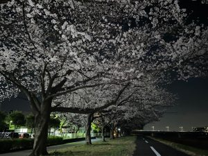 多摩川に沿ったソメイヨシノの桜並木②
