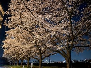 多摩川に沿ったソメイヨシノの桜並木③