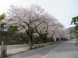 寳登山神社に向かう参道の桜