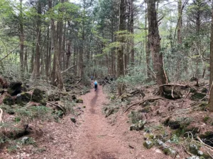 青木ヶ原樹海のトレイル