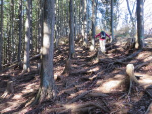 木の根が張り巡らされた急勾配