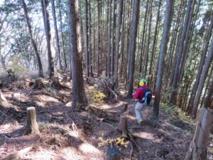 木の根が張り巡らされた下りの急勾配