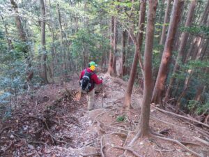 大きな段差の木の根の激下り