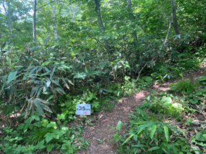 ここから樹林帯の中のジグザグの急登が始まる